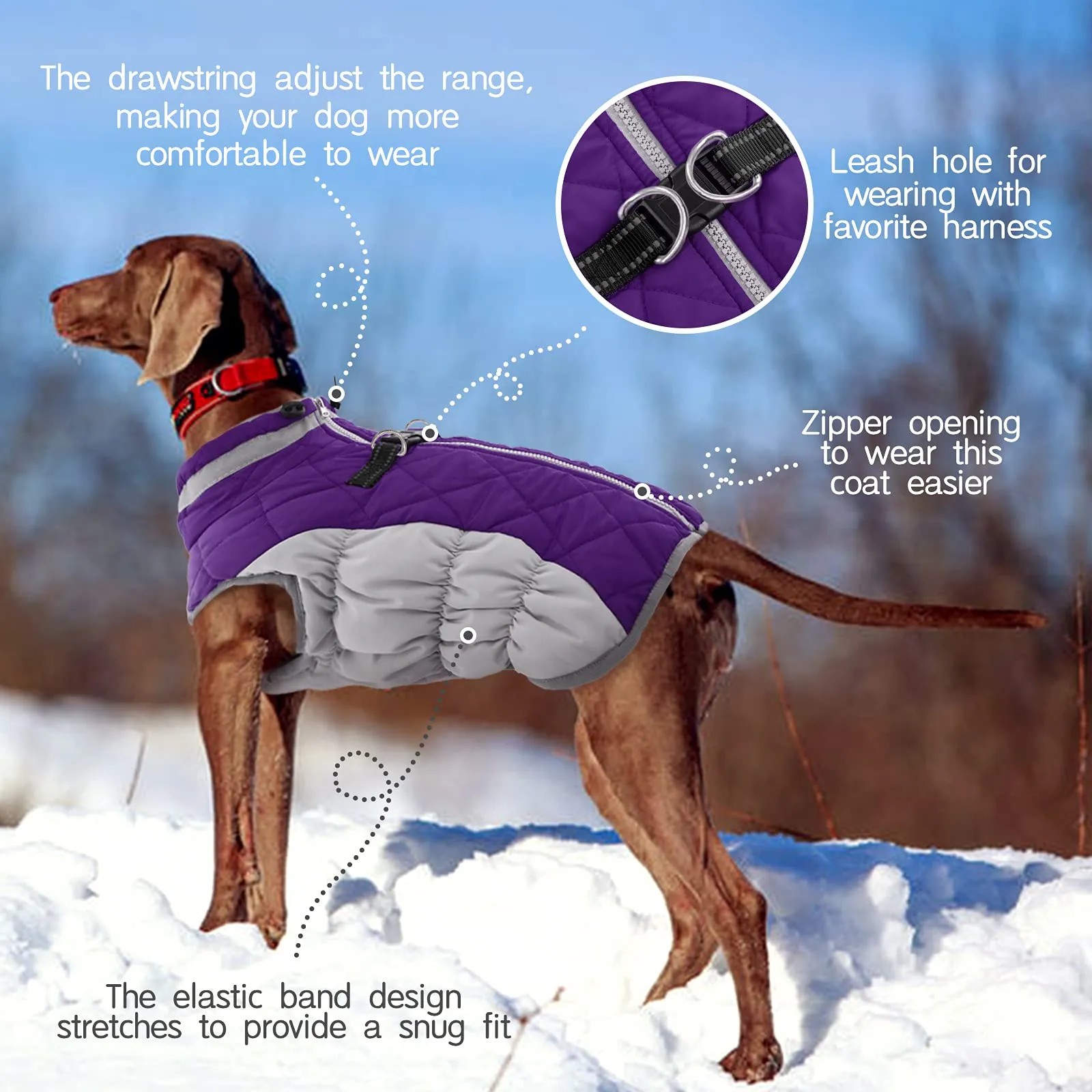 Winter Coat